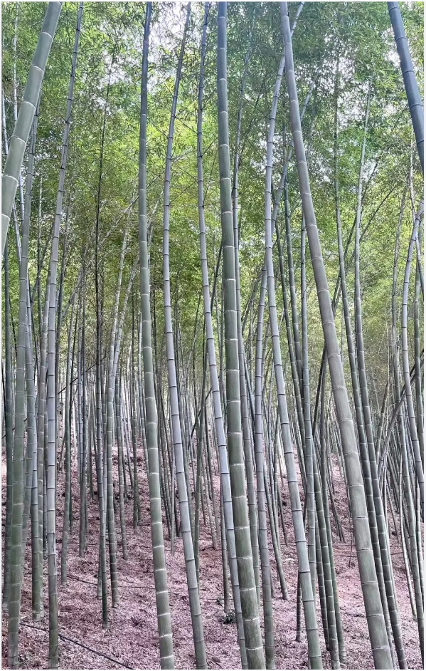 pg�ͽ�Ů������������ƽ̨-pg�ͽ�Ů������������ƽ̨�ٷ�2025���°�11.22.33.350-��ɫ��Դ��